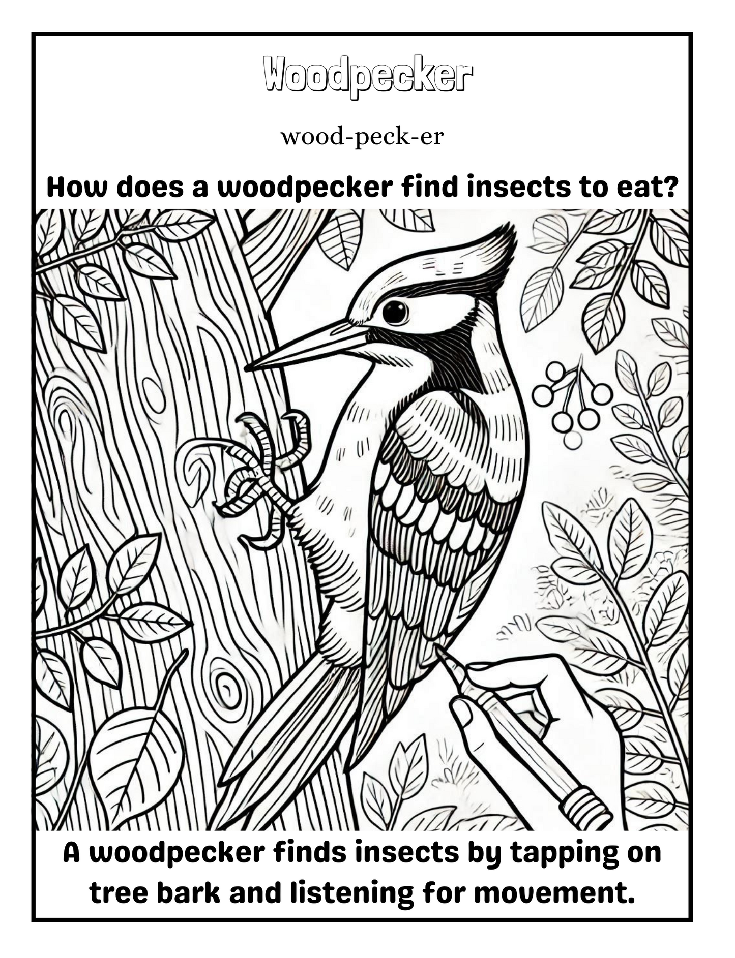 Bird Bonanza 2: A Coloring Adventure for Young Explorers