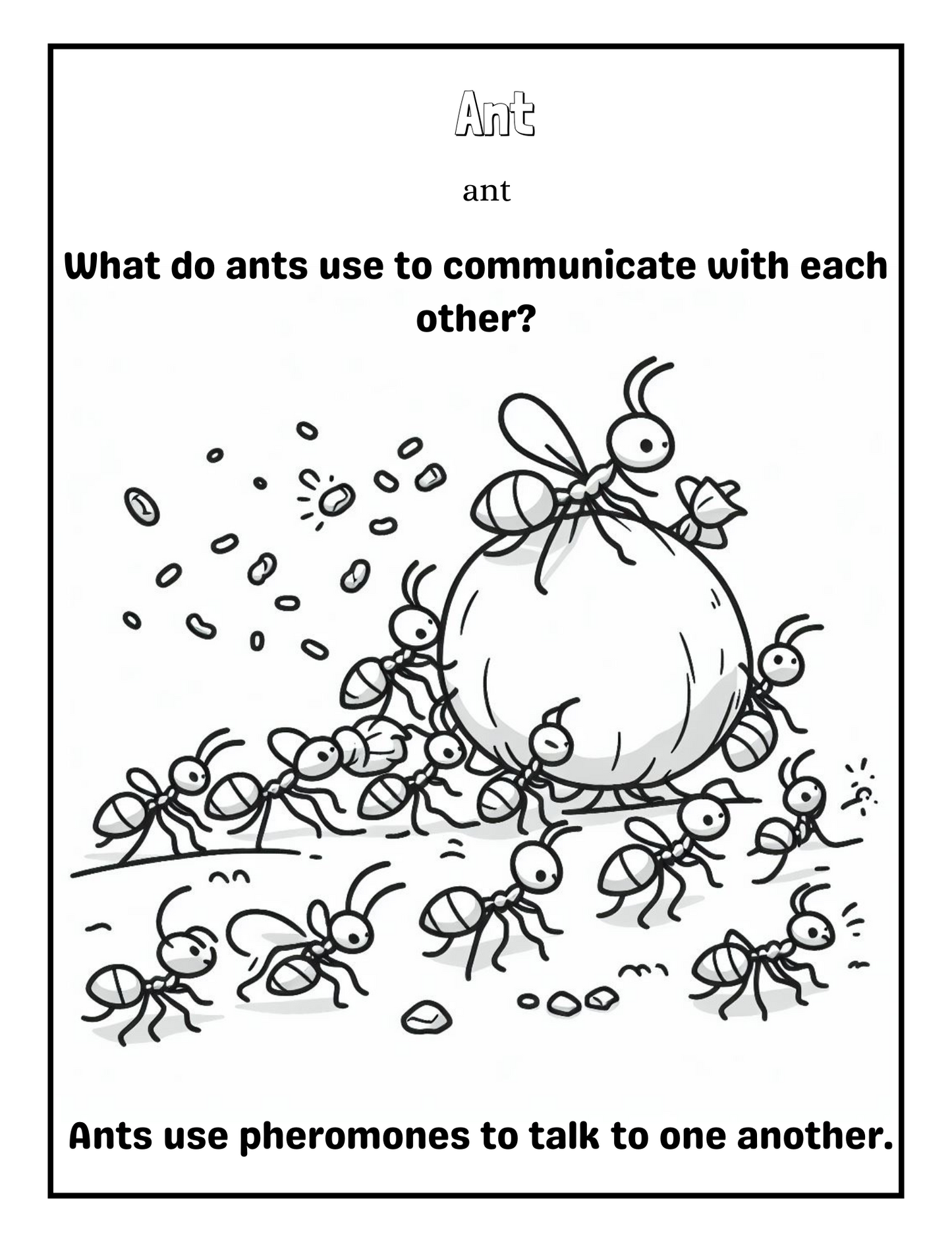 Insects: A coloring Adventure