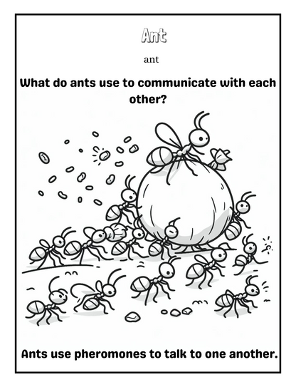 Insects: A coloring Adventure